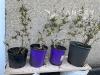 中國金銀花  , 紫丁香花 (10)
